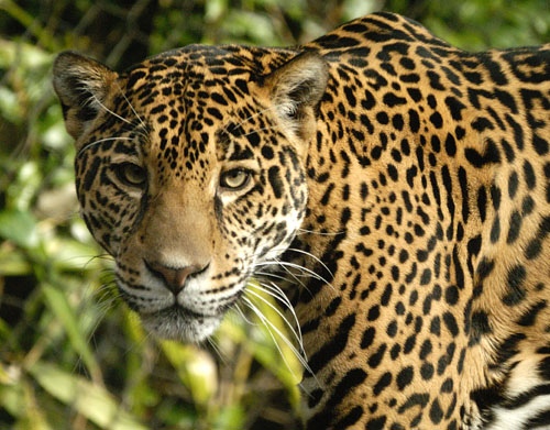 Jaguar Animal Face