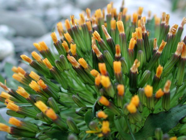 orangecushionwildflowers.jpg