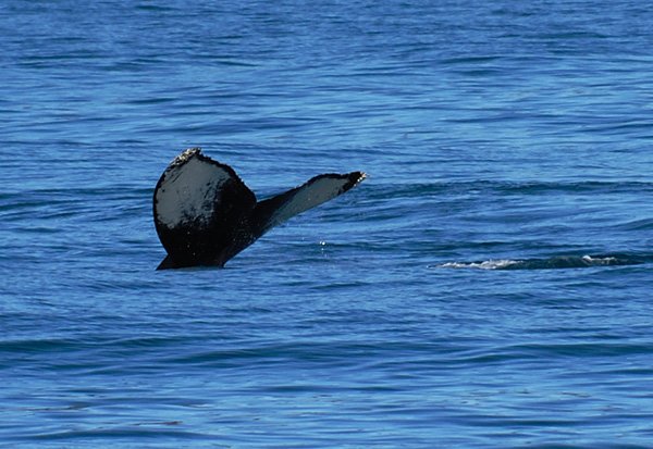 humpbackflukes.jpg
