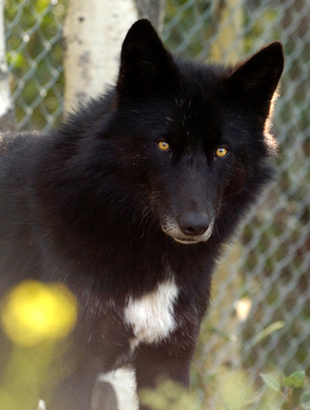 black wolves with yellow eyes
