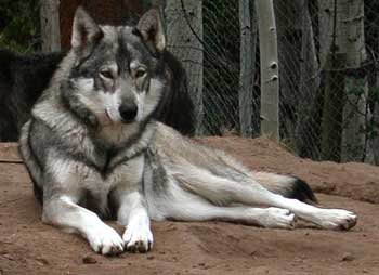 80 wolf sale dog