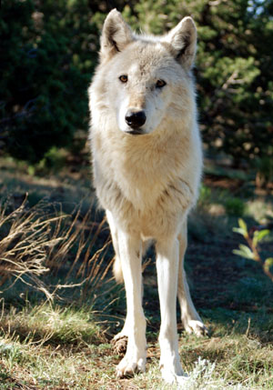 Arctic wolf - by Kent Weber