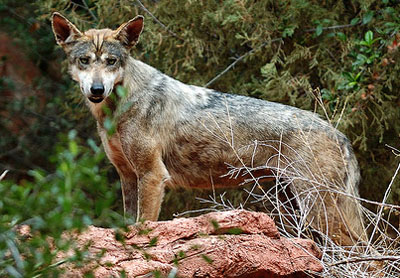 Indian wolf