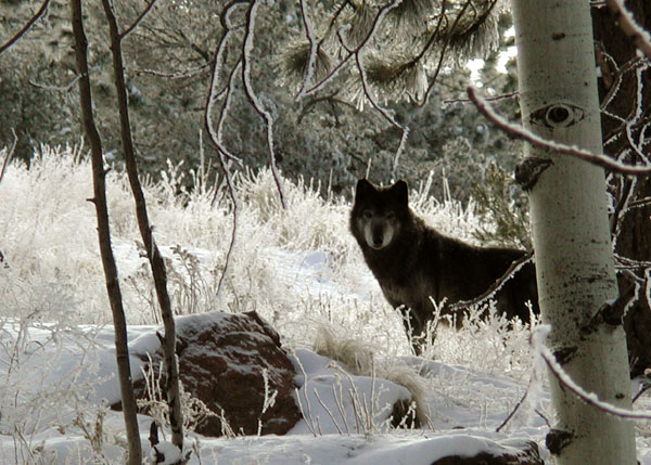 Aspen