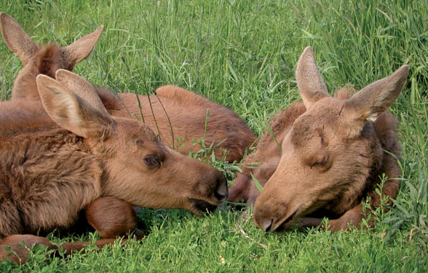 Three baby moose