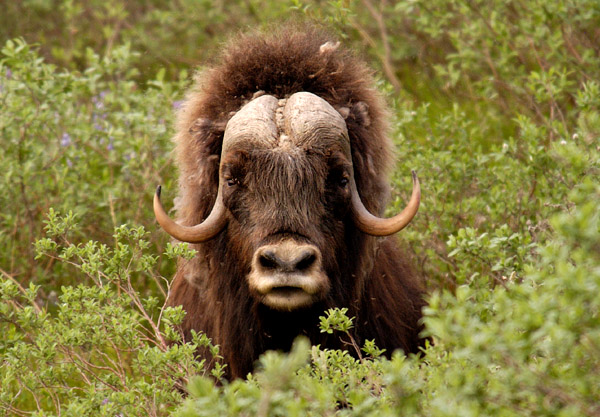 Muskox