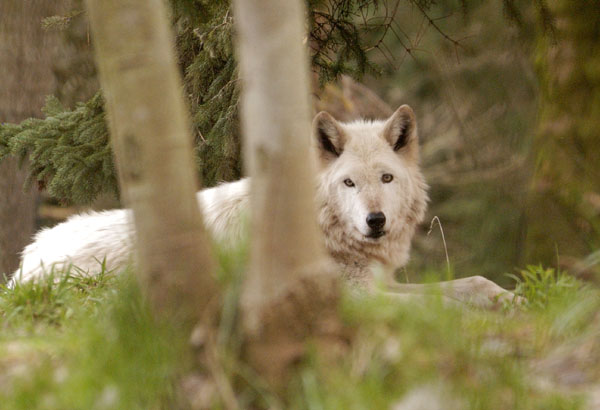 Woodland Park Zoo Wolf