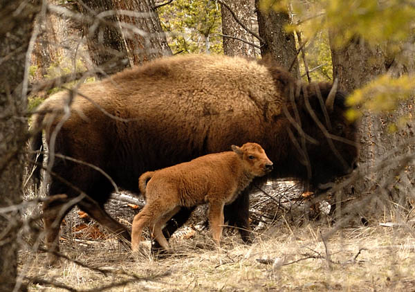 Baby Bison