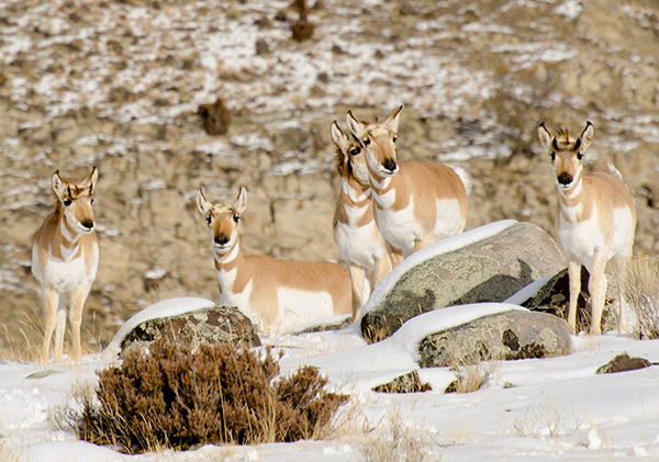 Pronghorn