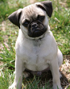 Pug