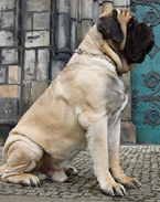 English Mastiff