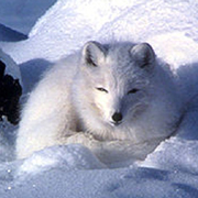 Arctic Fox - Alopex lagopus