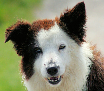 Border Collie