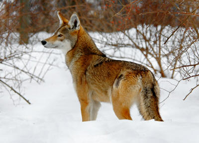 types of wild dogs