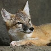 Swift Fox - Vulpes velox