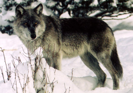 charcoal gray wolf